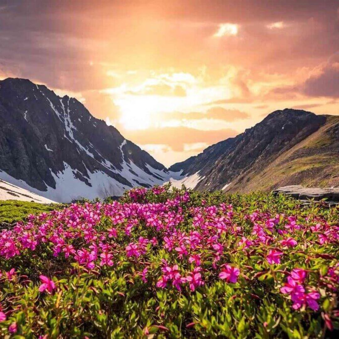Valley of Flowers Trek